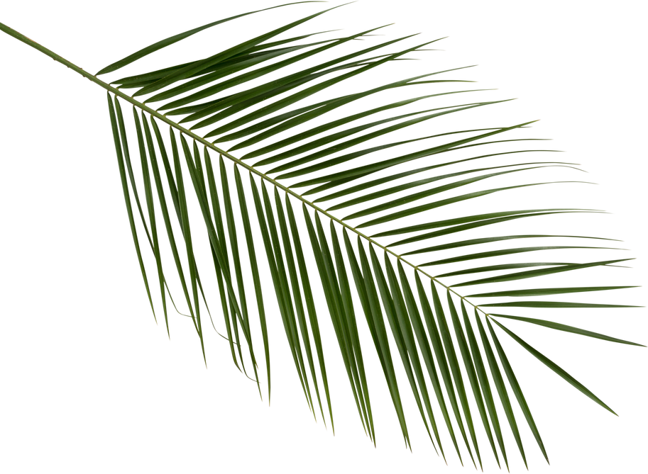 A Singel Palm Leaf